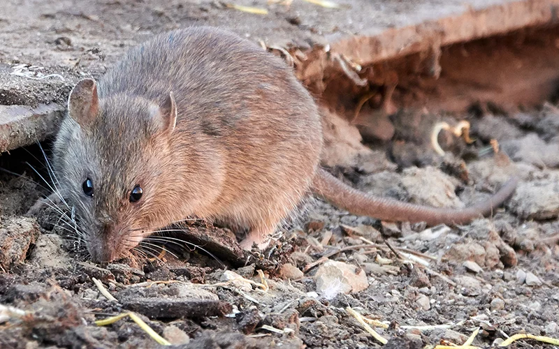 Rodent Control Queen Creek AZ Get Rid of Rodents Fast!