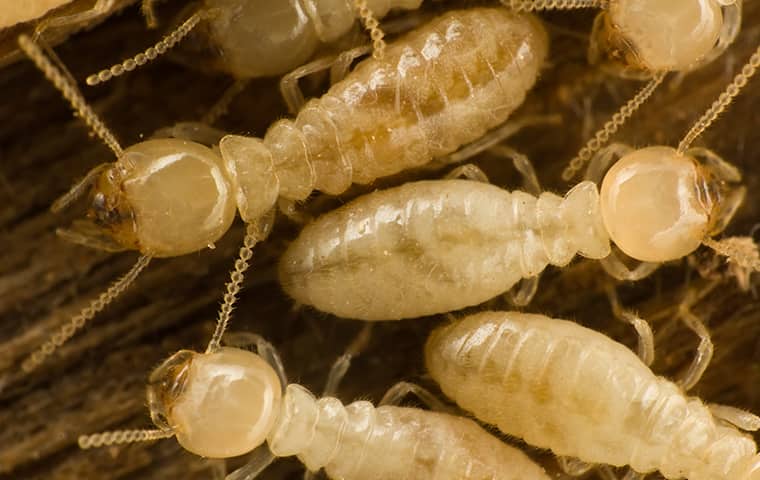 Pest Control Services for Identifying Termite Infestations