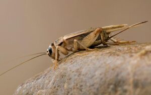 Cricket Control in Queen Creek AZ and the Phoenix Metro area - All Clear Pest Control