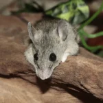 Mice Pest Control Queen Creek - San Tan Valley - Mesa - Gilbert - Chandler AZ