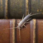 Silverfish Pest Control Queen Creek - San Tan Valley - Mesa - Gilbert - Chandler AZ