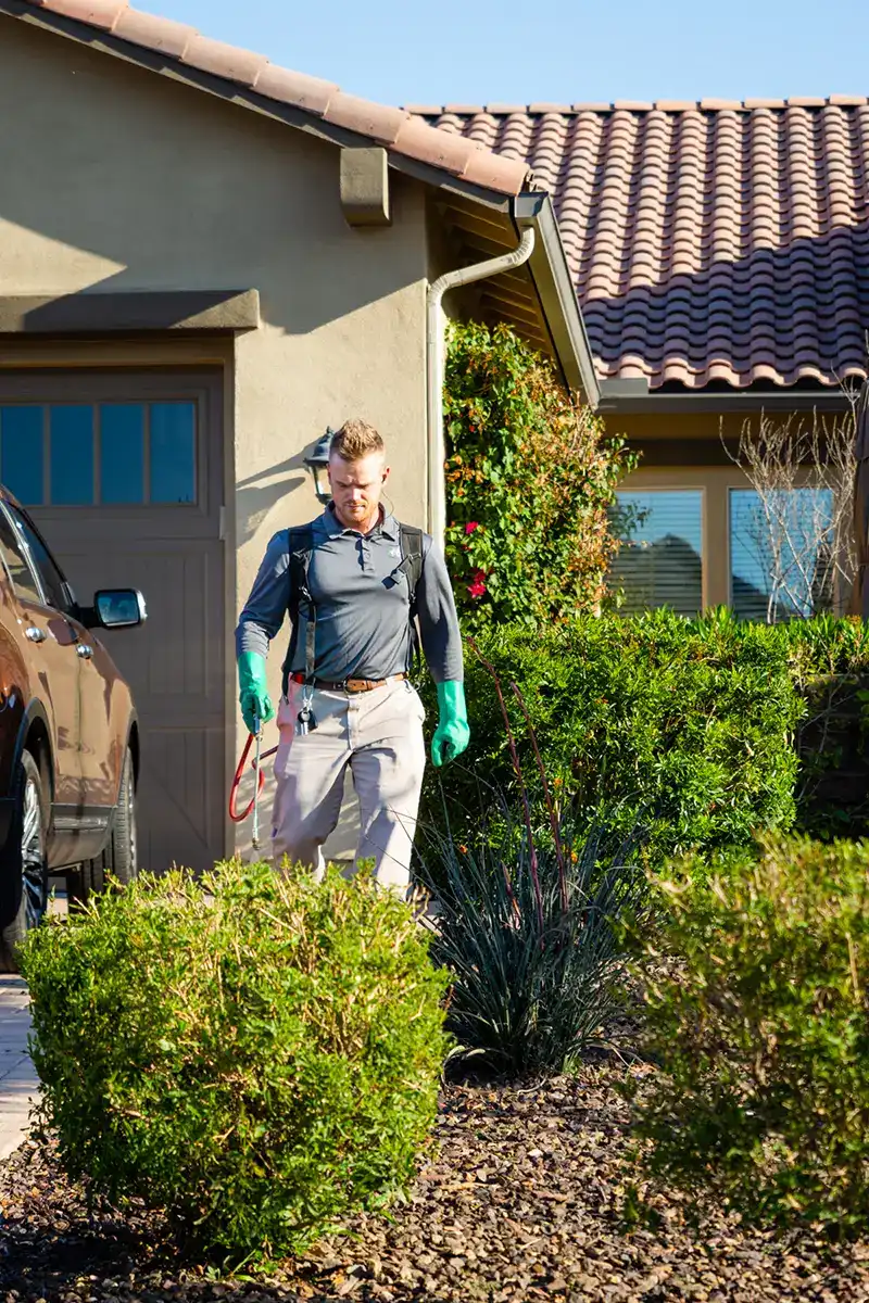 Pest and Weed Control Coupon - All Clear Pest Control - Queen Creek AZ