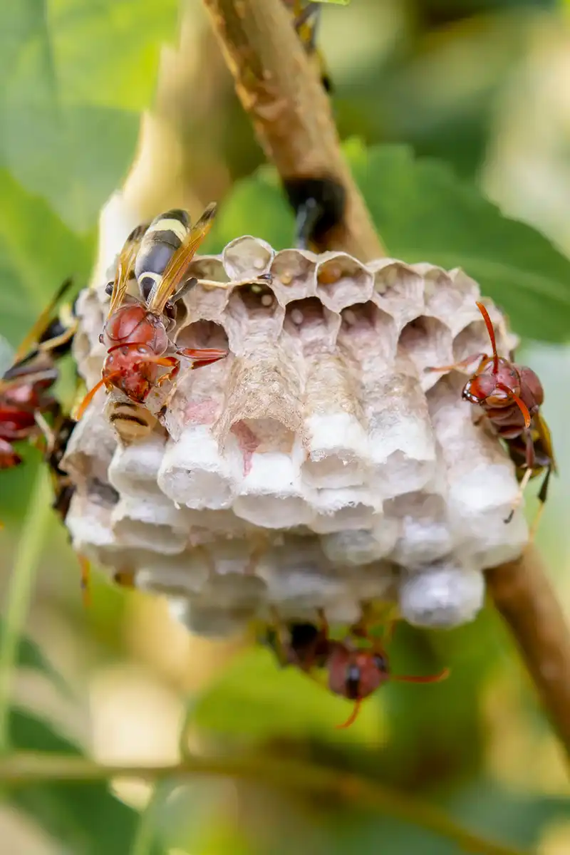 Wasp Nest Removal Coupon - All Clear Pest Control - Queen Creek AZ