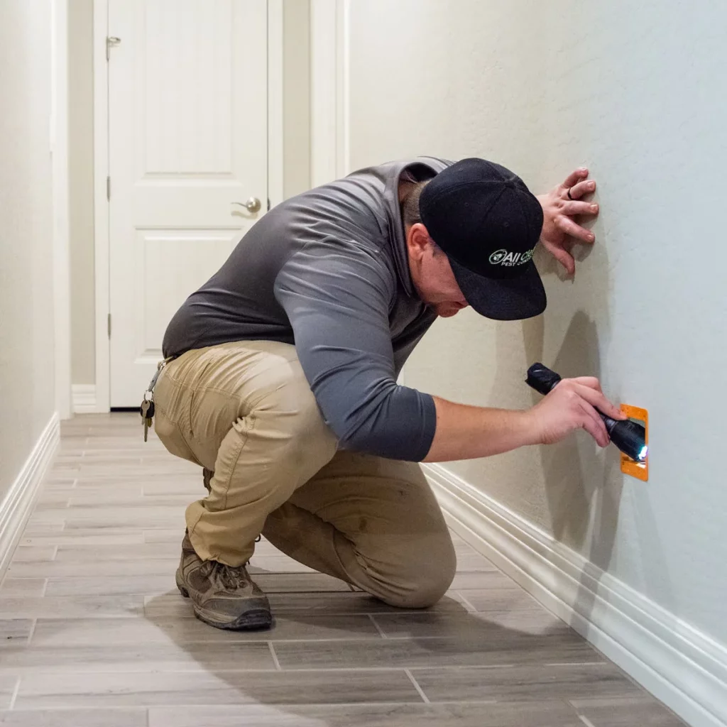 Termite Inspections - All Clear Pest Control - Queen Creek AZ