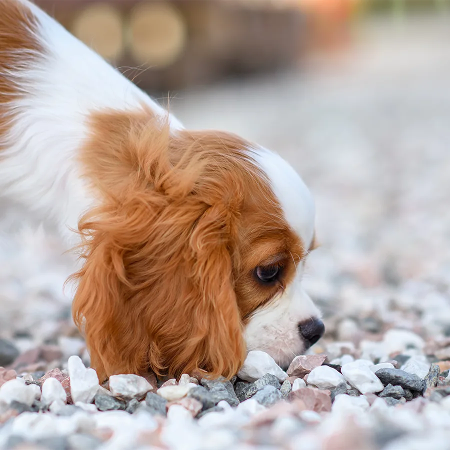 What To Do Before Scorpion Control Treatment - Secure Pets and Kids - All Clear Pest Control